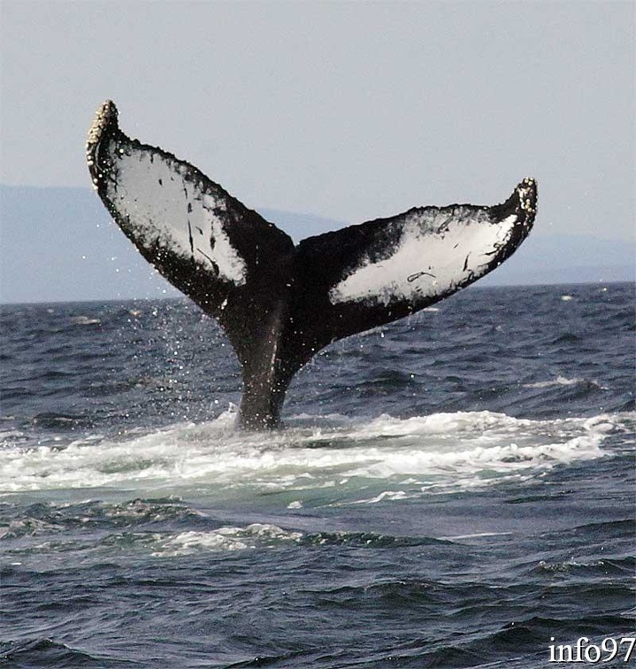 baleine7.jpg