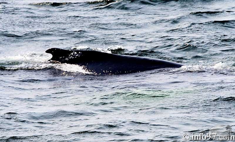 baleine-baie-ste-catherine-10.jpg