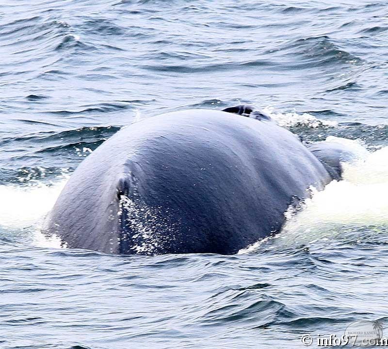 baleine-baie-ste-catherine-15.jpg
