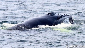 baleine-baie-ste-catherine-16