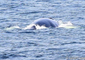 baleine-baie-ste-catherine-4