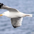 baleine-baie-ste-catherine-5.jpg