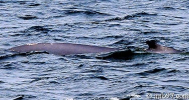baleine-baie-ste-catherine-8