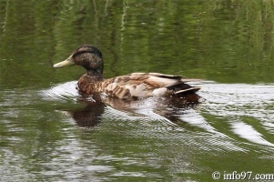 zoo-st-felicien-15