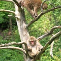 zoo-st-felicien-39.jpg