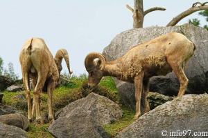 zoo-st-felicien-5