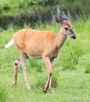 zoo-st-felicien-9