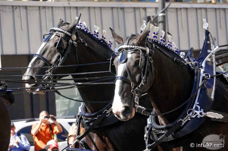 rodeo-stampede-parade-054.jpg