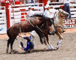 rodeo-stampede-alberta-036