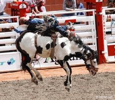 rodeo-stampede-alberta-038