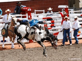 rodeo-stampede-alberta-040