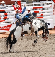 rodeo-stampede-alberta-041