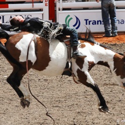 rodeo-stampede