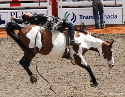 rodeo-stampede-alberta-054