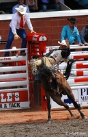 rodeo-stampede-alberta-058