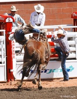 rodeo-stampede-alberta-076