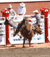 rodeo-stampede-alberta-077