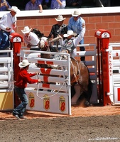 rodeo-stampede-alberta-080