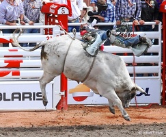 rodeo-stampede-alberta-096