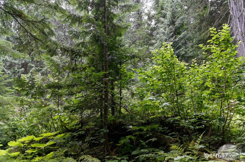 revelstoke-120.jpg