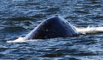 tofino-BC-baleine-27