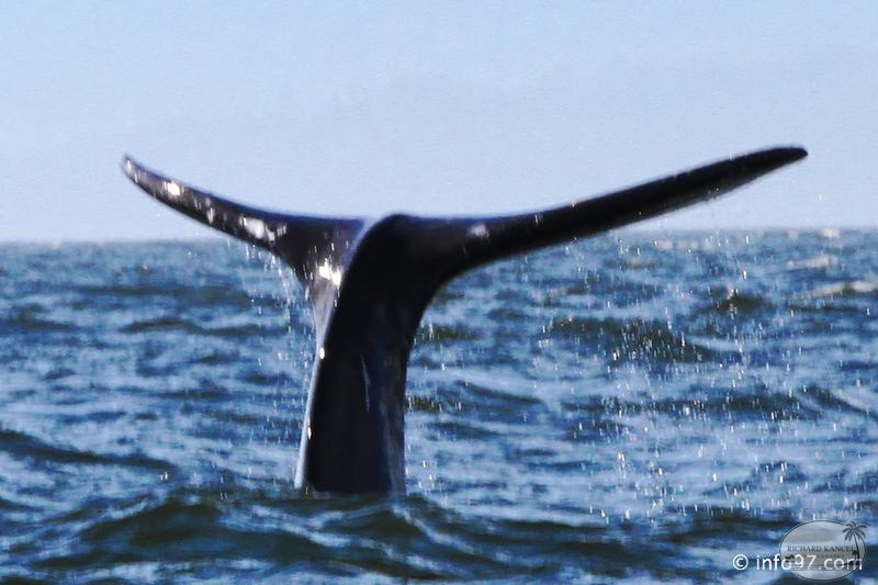 tofino-BC-baleine-32.jpg