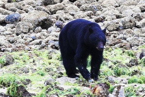 tofino-BC-ours-08