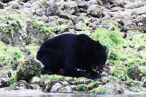 tofino-BC-ours-10