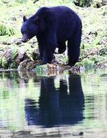 tofino-BC-ours-17