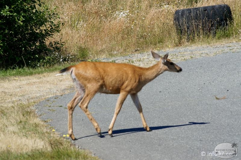 victoria-BC-china-beach-08.jpg