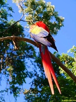 honduras-roatan-040