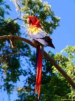 honduras-roatan-044