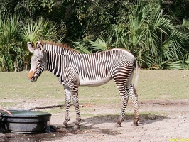 zoo-miami-25