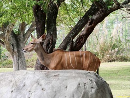 zoo-miami-47