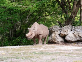 zoo-miami-48