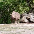 zoo-miami-49.jpg