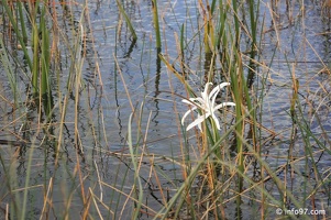 holland-america-everglades-miami-31