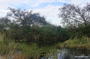 holland-america-everglades-miami-32