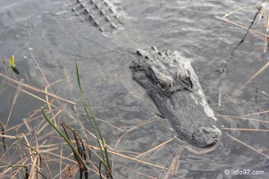 holland-america-everglades-miami-43