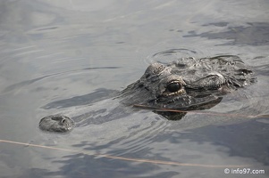 holland-america-everglades-miami-52