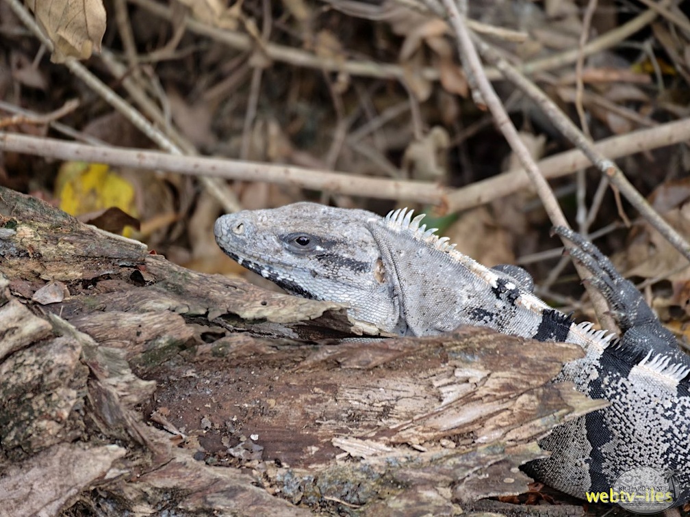 cozumel-mexique184.jpg