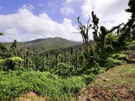 P1035009dominica-j1.