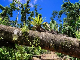 P1035123dominica-j3.