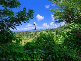 P1035141dominica-j3.