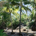 guyane045-iles-du-salut.jpg