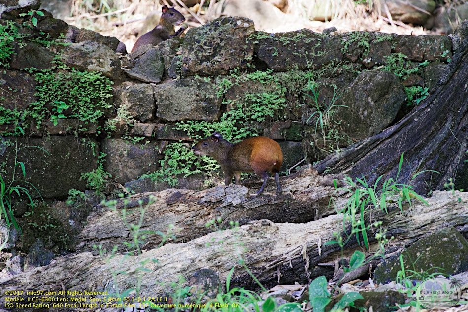 guyane097-iles-du-salut.jpg
