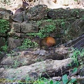 guyane097-iles-du-salut.jpg