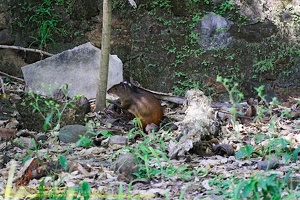 guyane098-iles-du-salut