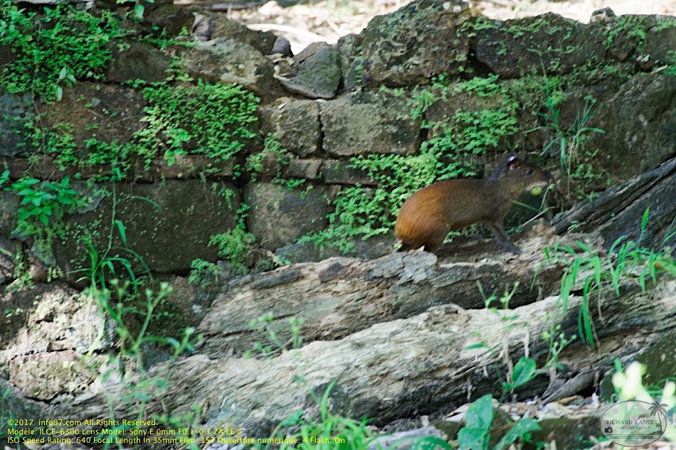 guyane099-iles-du-salut.jpg