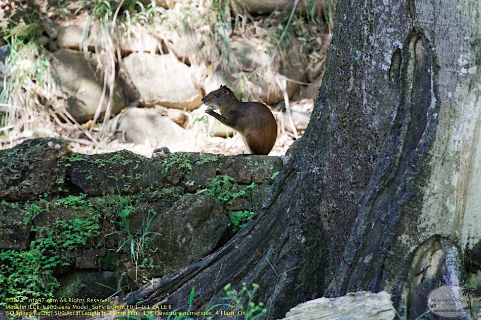 guyane100-iles-du-salut.jpg